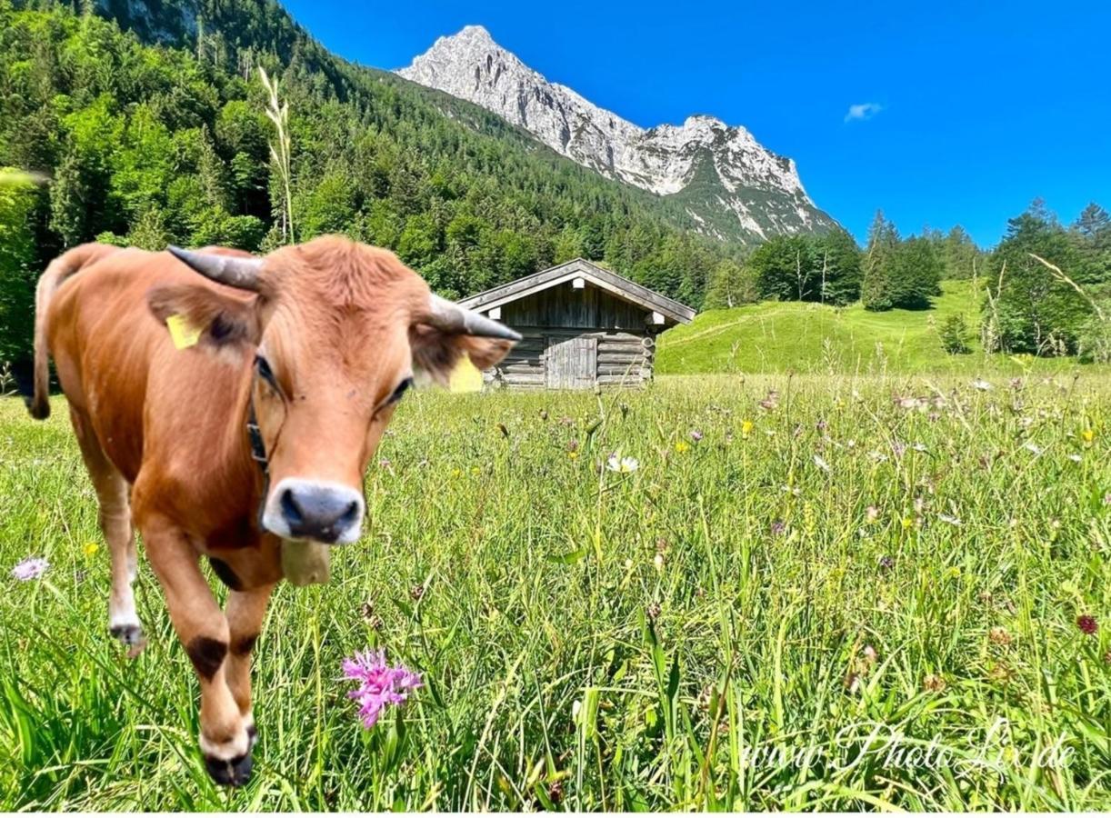Sparfuchs - Fewo Resi Mittenwald Dış mekan fotoğraf
